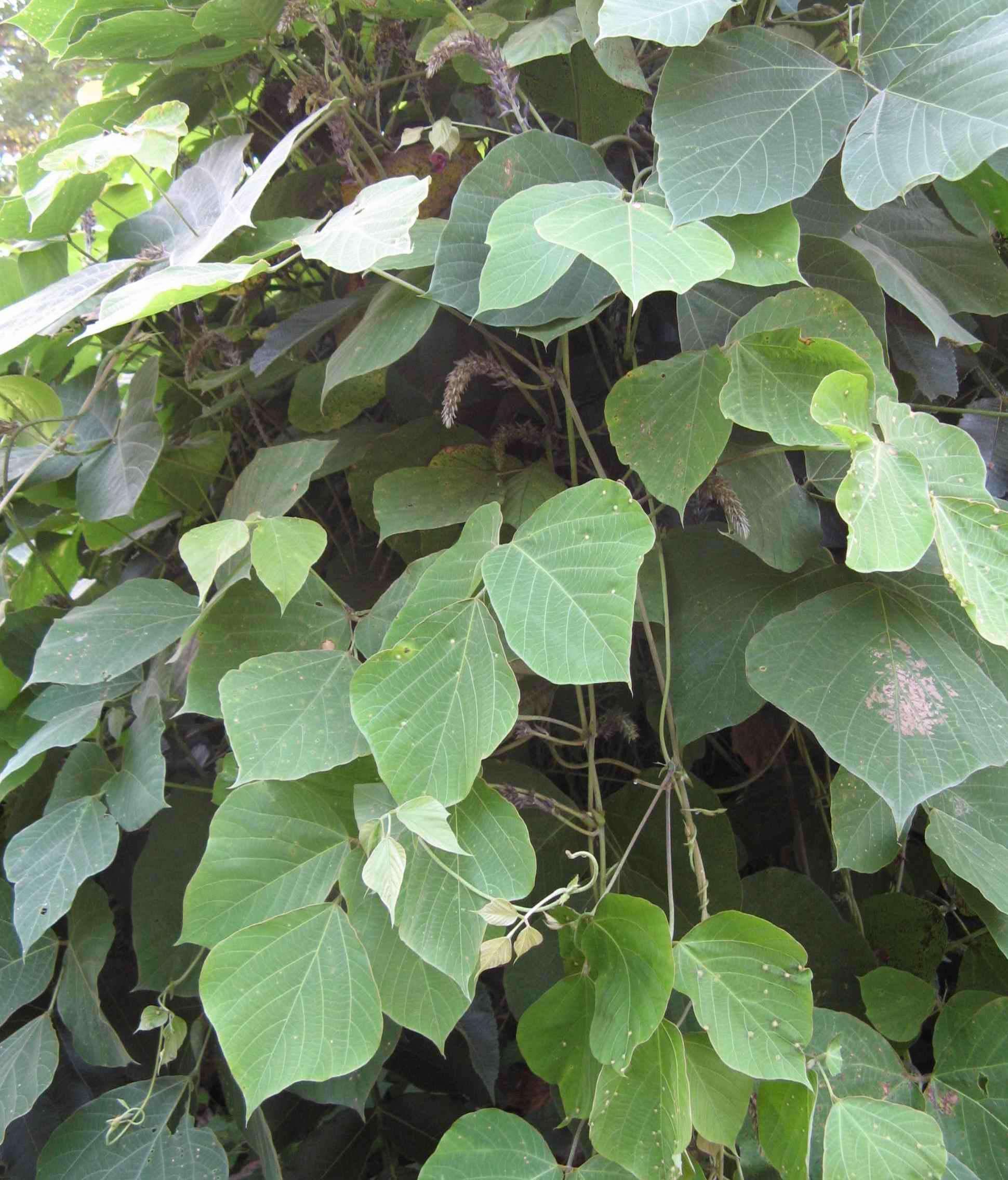 葛藤是固土护坡的优良绿化植物还可作饲料根具有很高药用价值