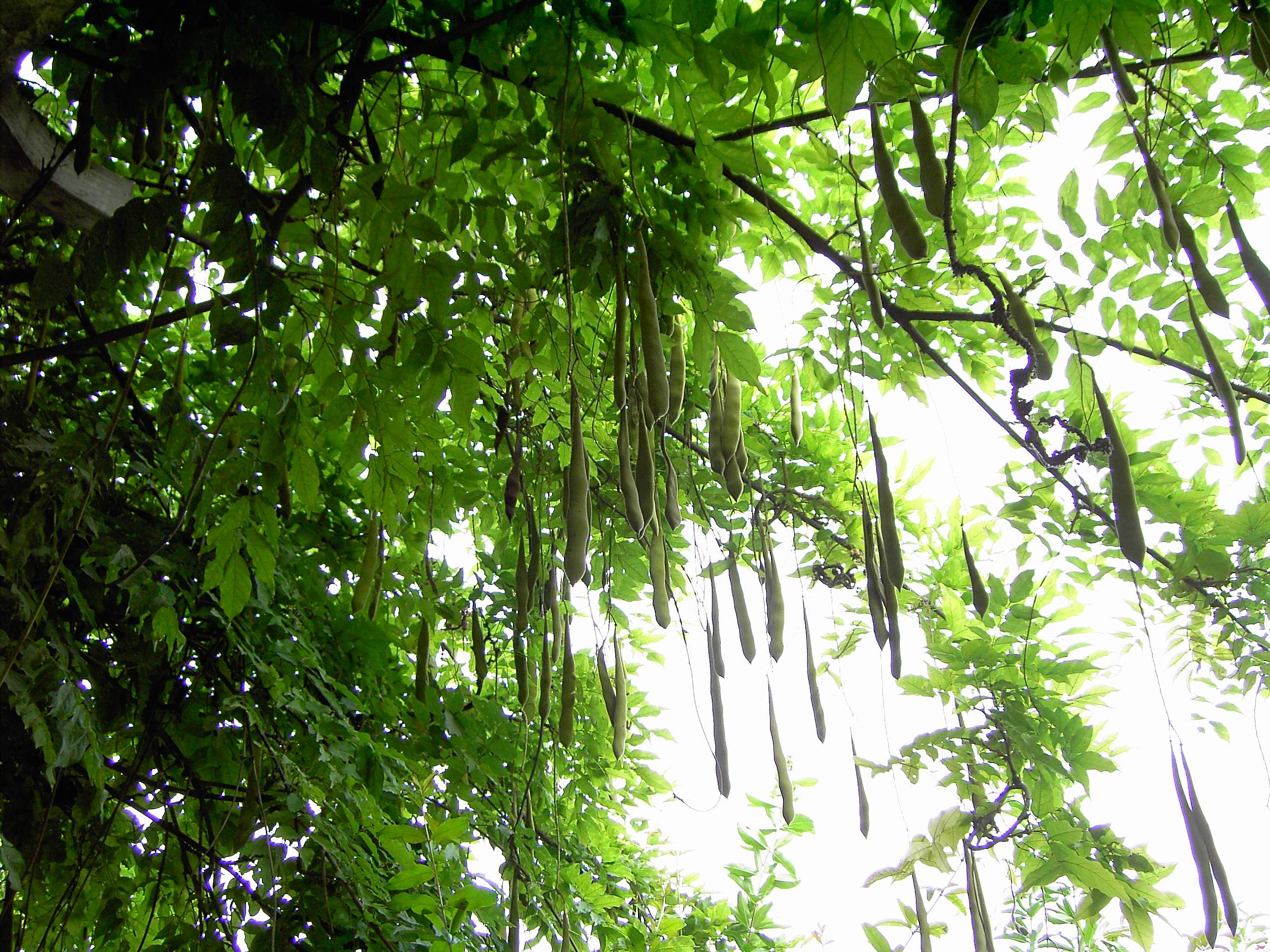 葛藤是固土护坡的优良绿化植物还可作饲料根具有很高药用价值