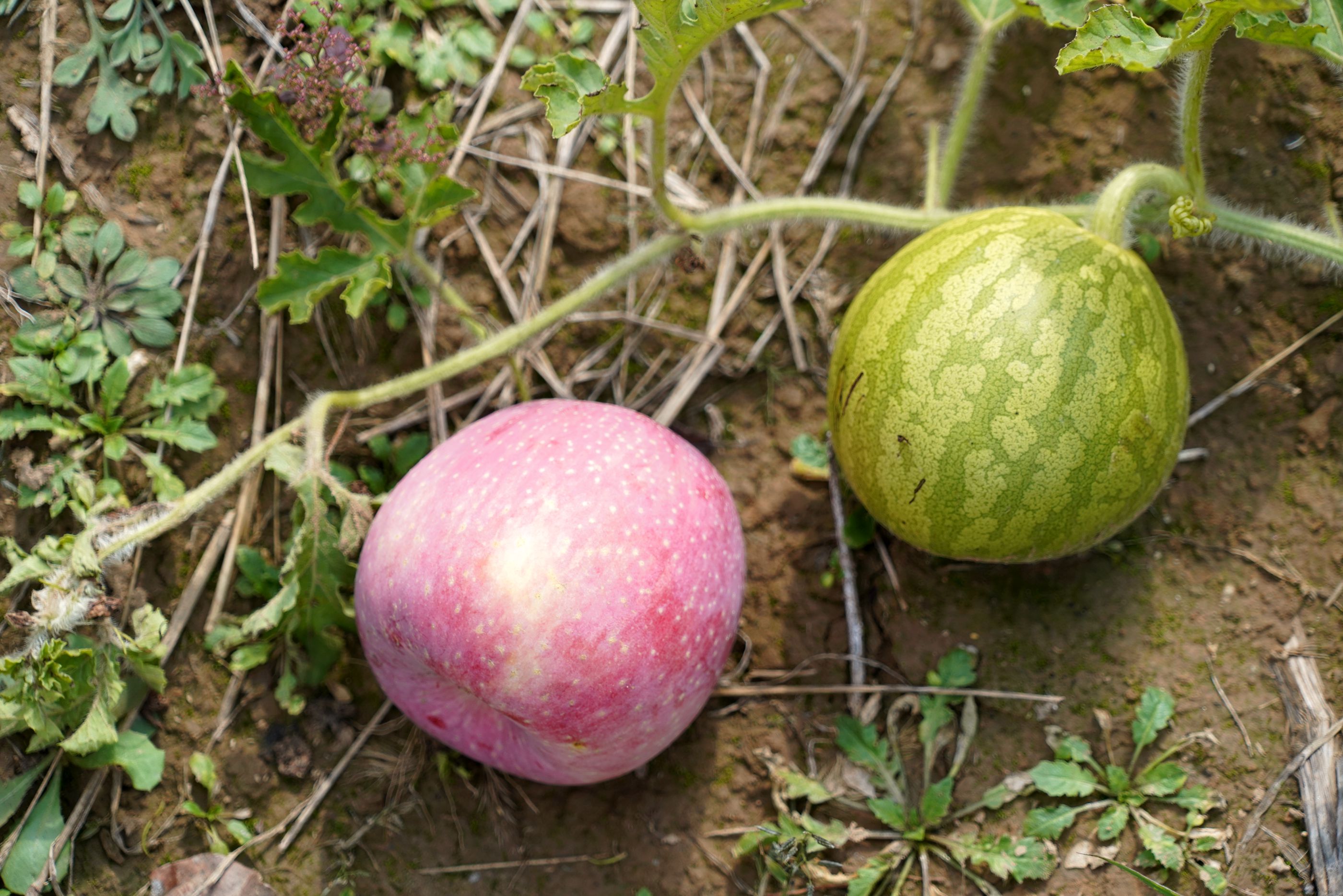 农村1种洋西瓜不是水果只能当蔬菜炒着吃看啥样子