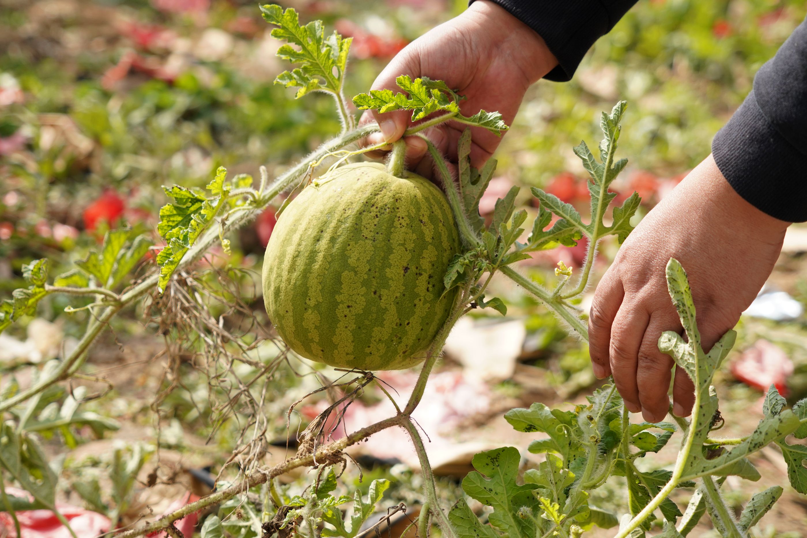 农村1种洋西瓜不是水果只能当蔬菜炒着吃看啥样子