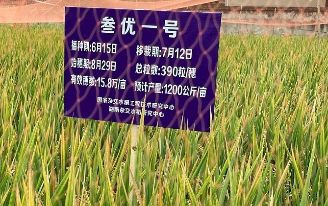 云南日报■1046.3公斤！袁隆平：再增产！