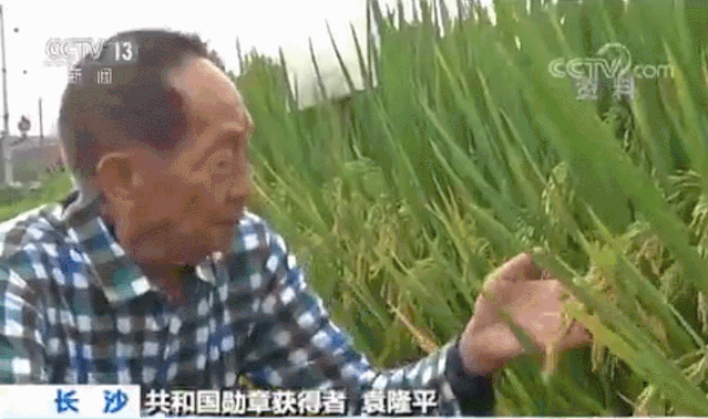 云南日报■1046.3公斤！袁隆平：再增产！