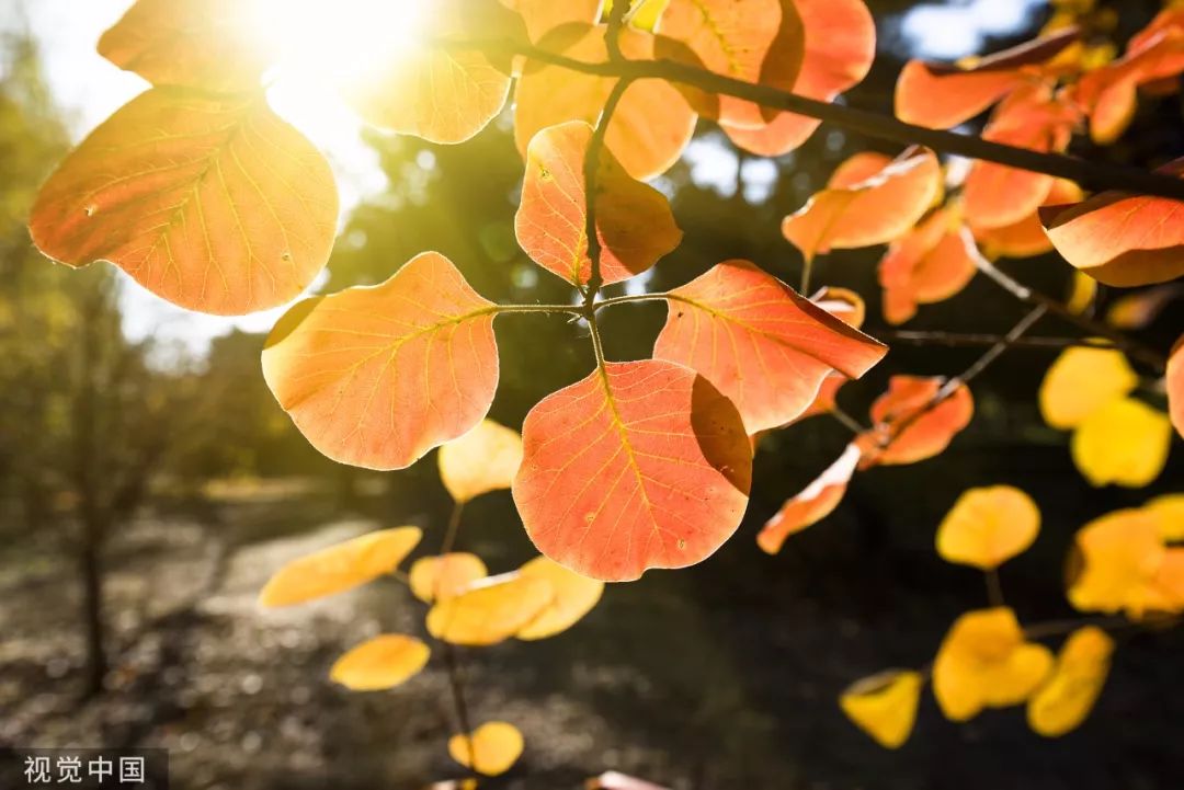 【渭南青年网】今日霜降：入冬前最重要的日子