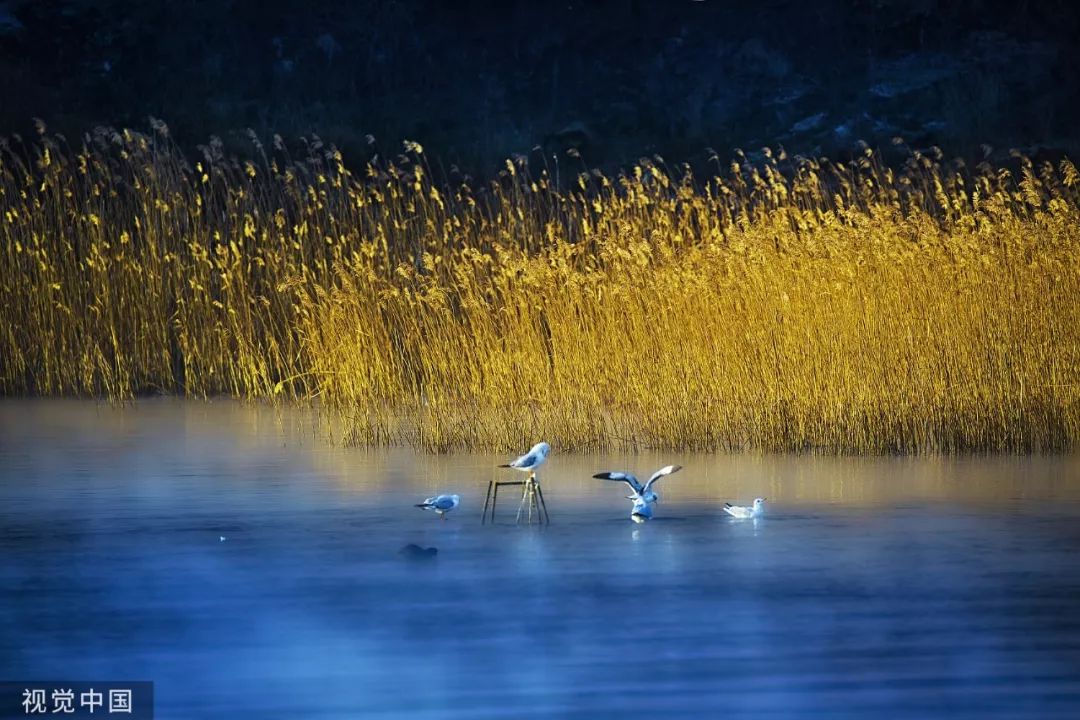 【渭南青年网】今日霜降：入冬前最重要的日子