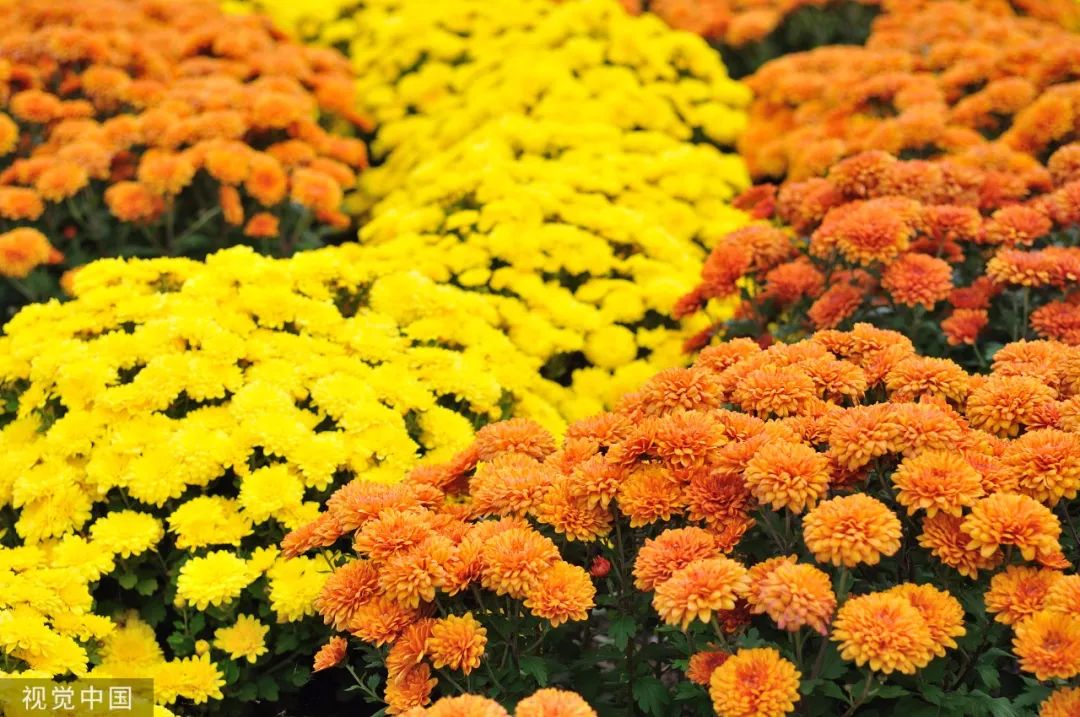 【渭南青年网】今日霜降：入冬前最重要的日子