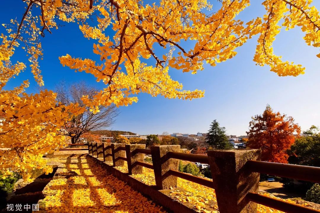 【渭南青年网】今日霜降：入冬前最重要的日子