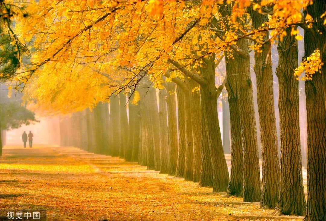 【渭南青年网】今日霜降：入冬前最重要的日子