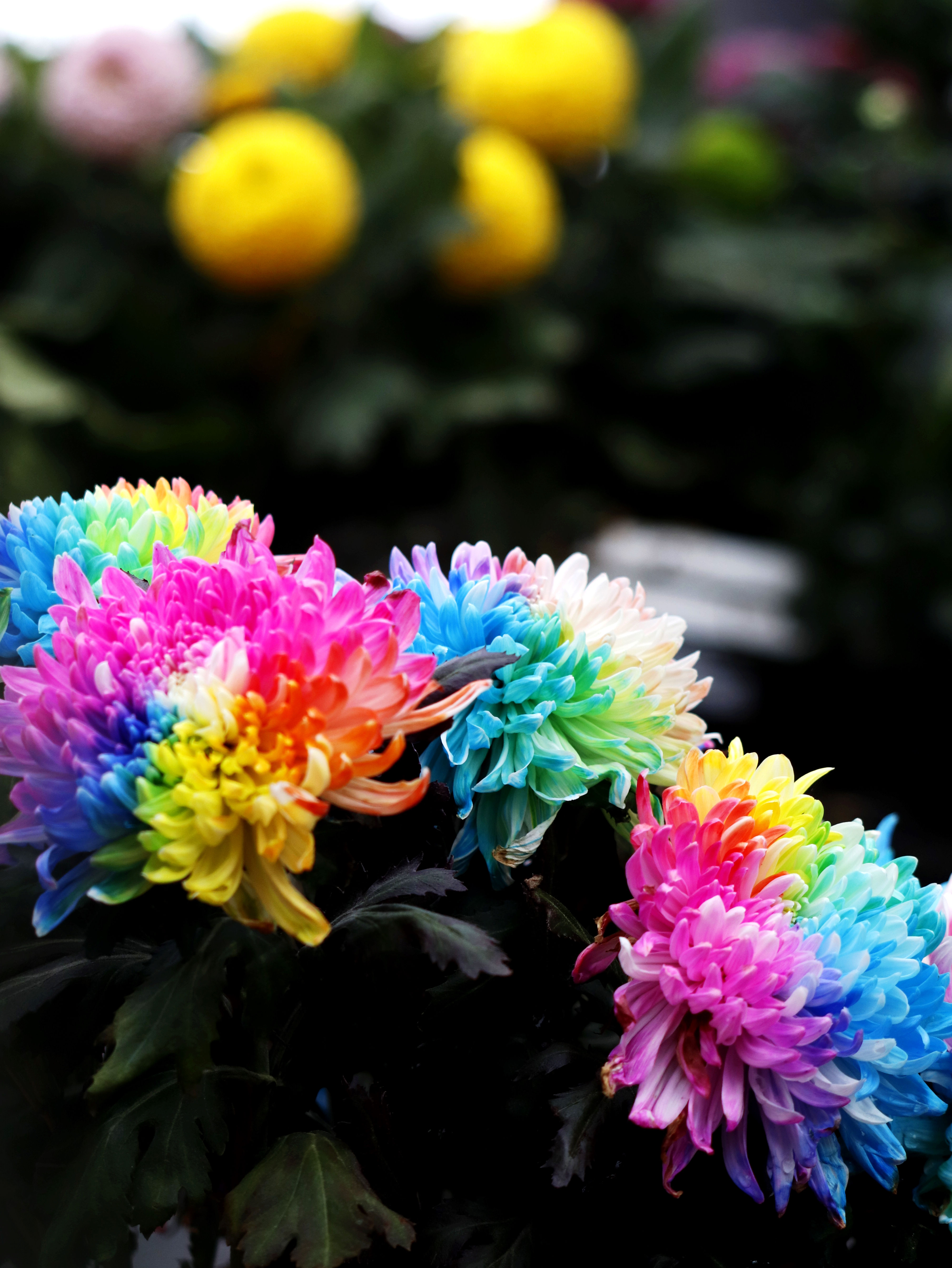 宜昌市第34届菊花展在夷陵区龙泉古镇开幕缤纷绚丽