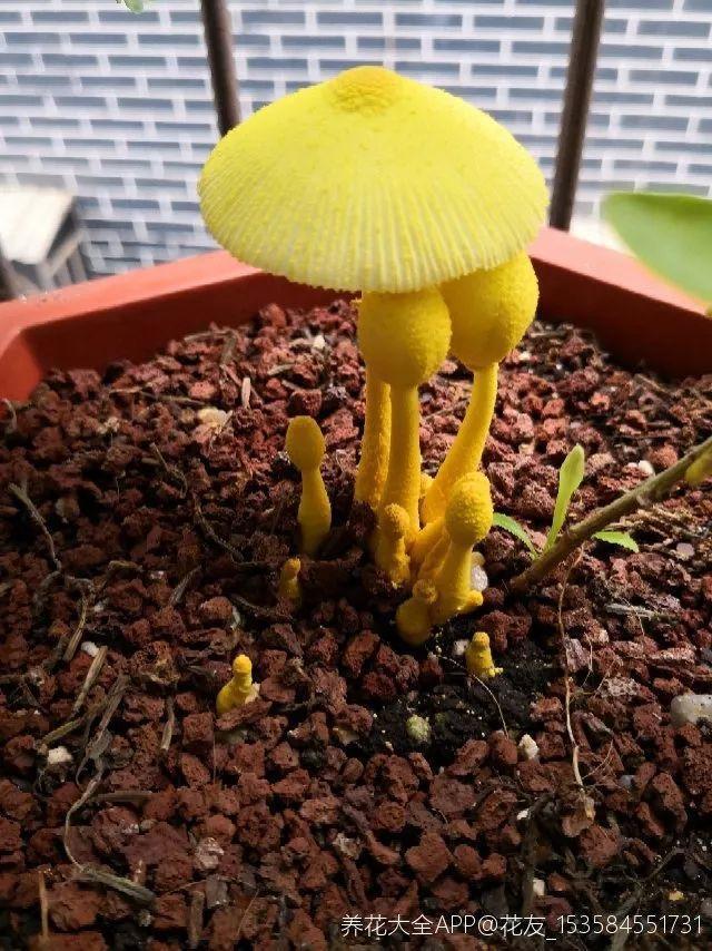 花盆里长出黄蘑菇图片