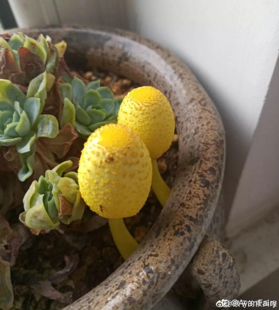 多肉盆里冒出黄蘑菇再让它长下去小心多肉根不保