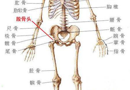 臀部骨头示意图图片