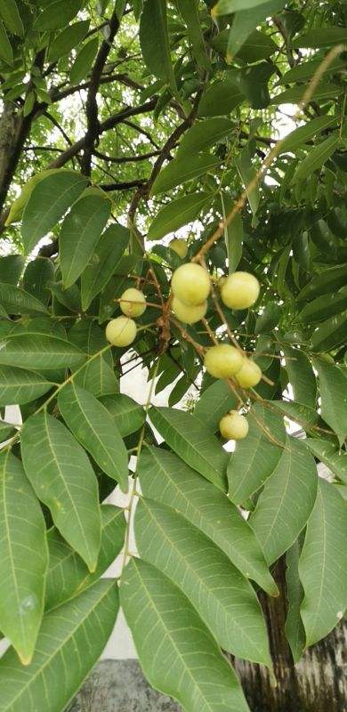 这盆栽被称为鬼见愁原来是因为寿命极长随便折腾都死不了