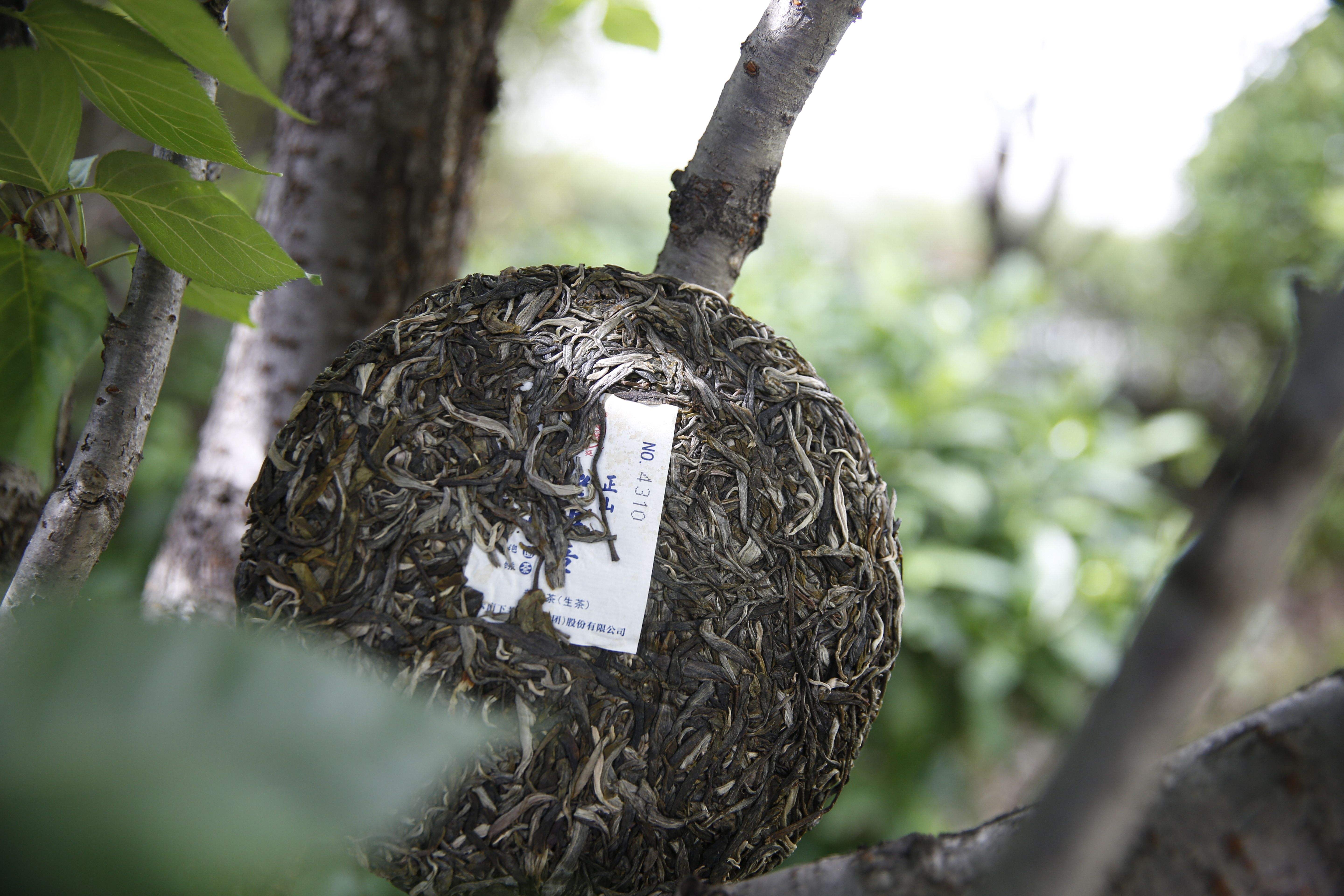 茶叶知识科普,浅谈布朗山各村寨普洱茶特点