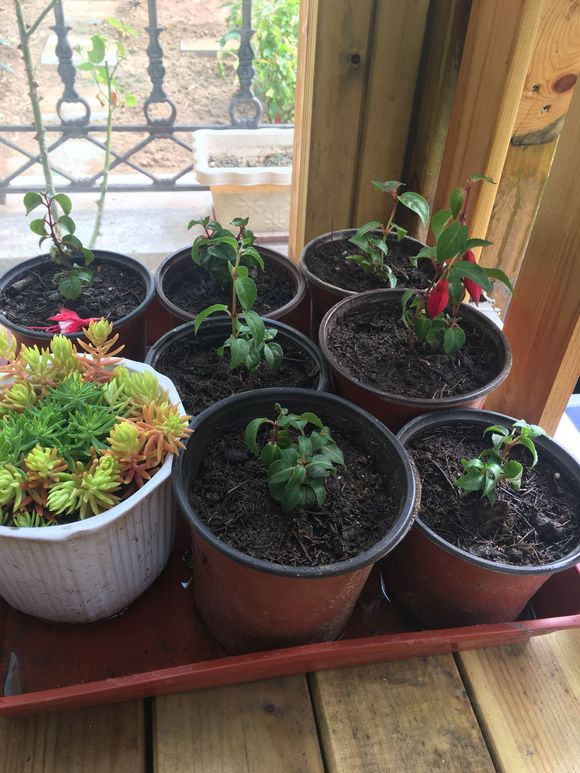 倒挂金钟不开花喂点羊屎蛋小灯笼呼呼开花盆都开满了