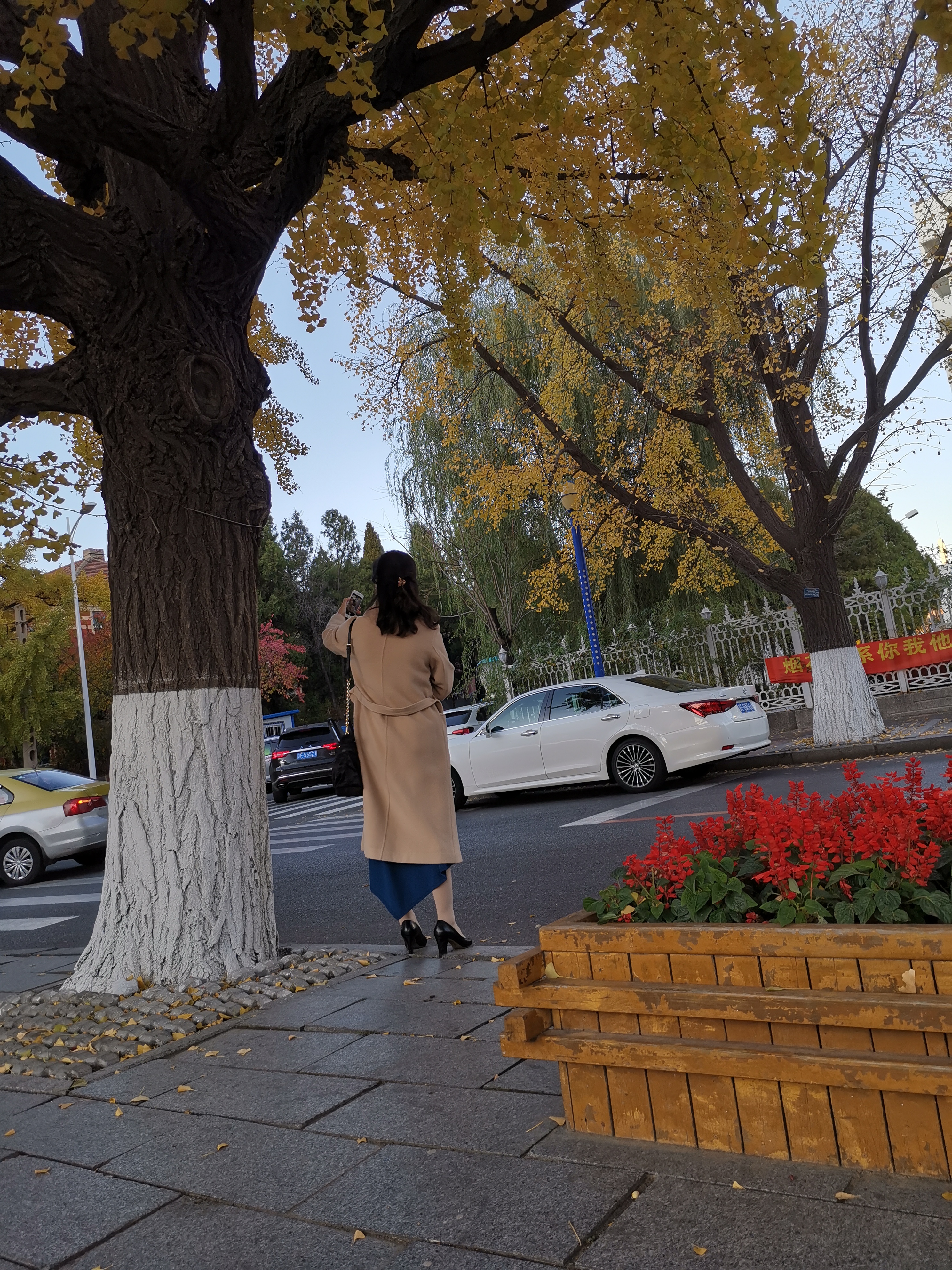 银杏树下的倩女背影