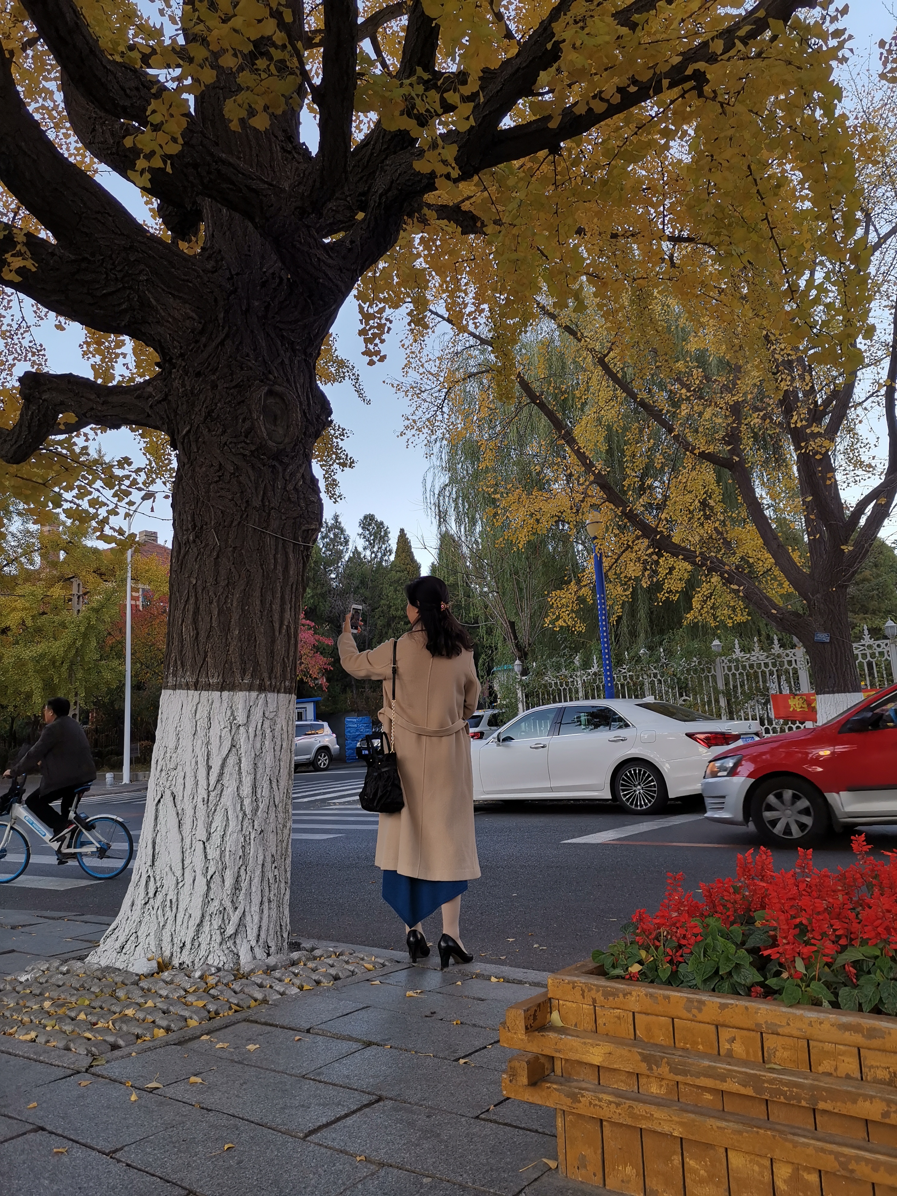 银杏树下的倩女背影