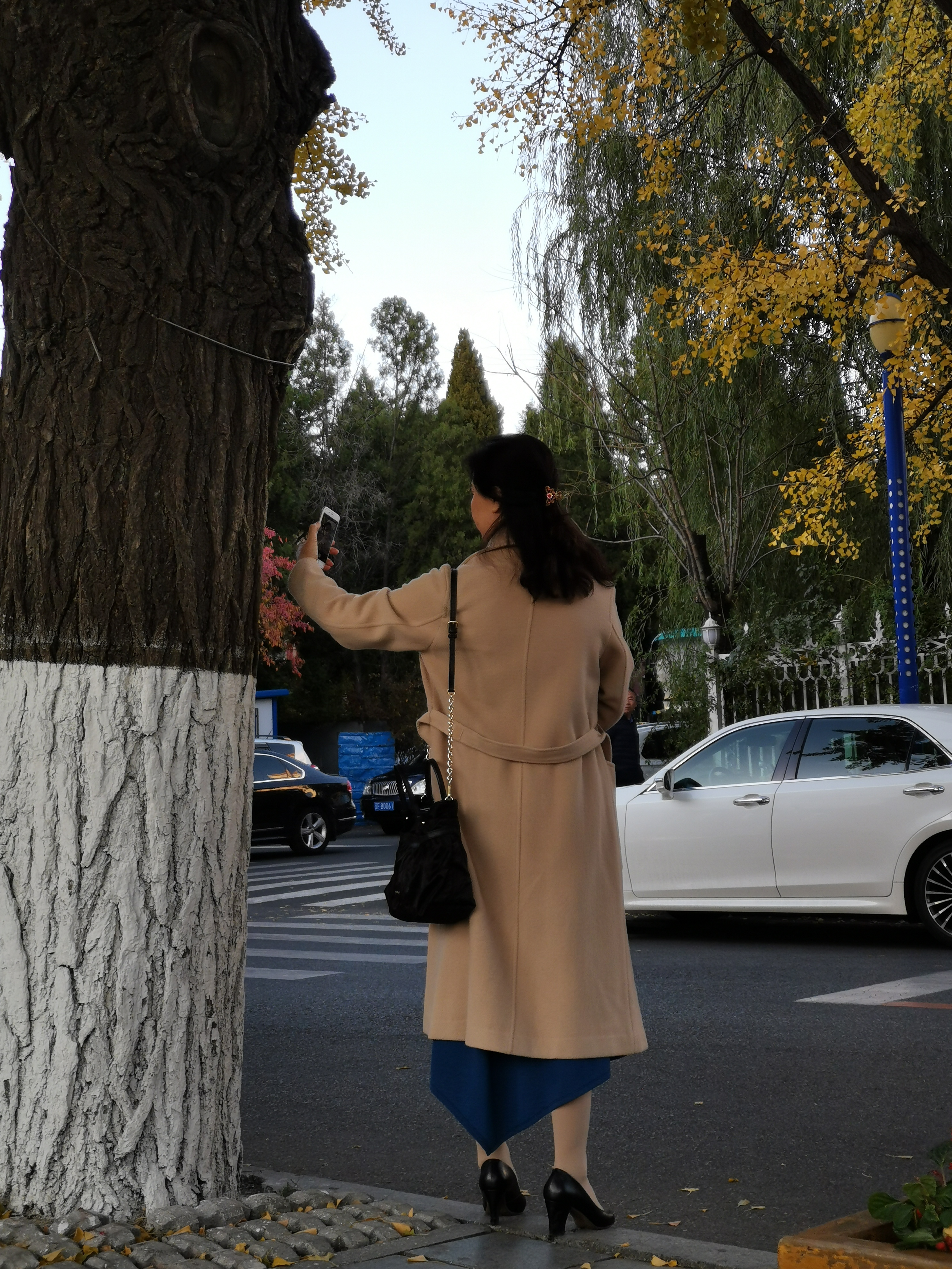 银杏树下的倩女背影