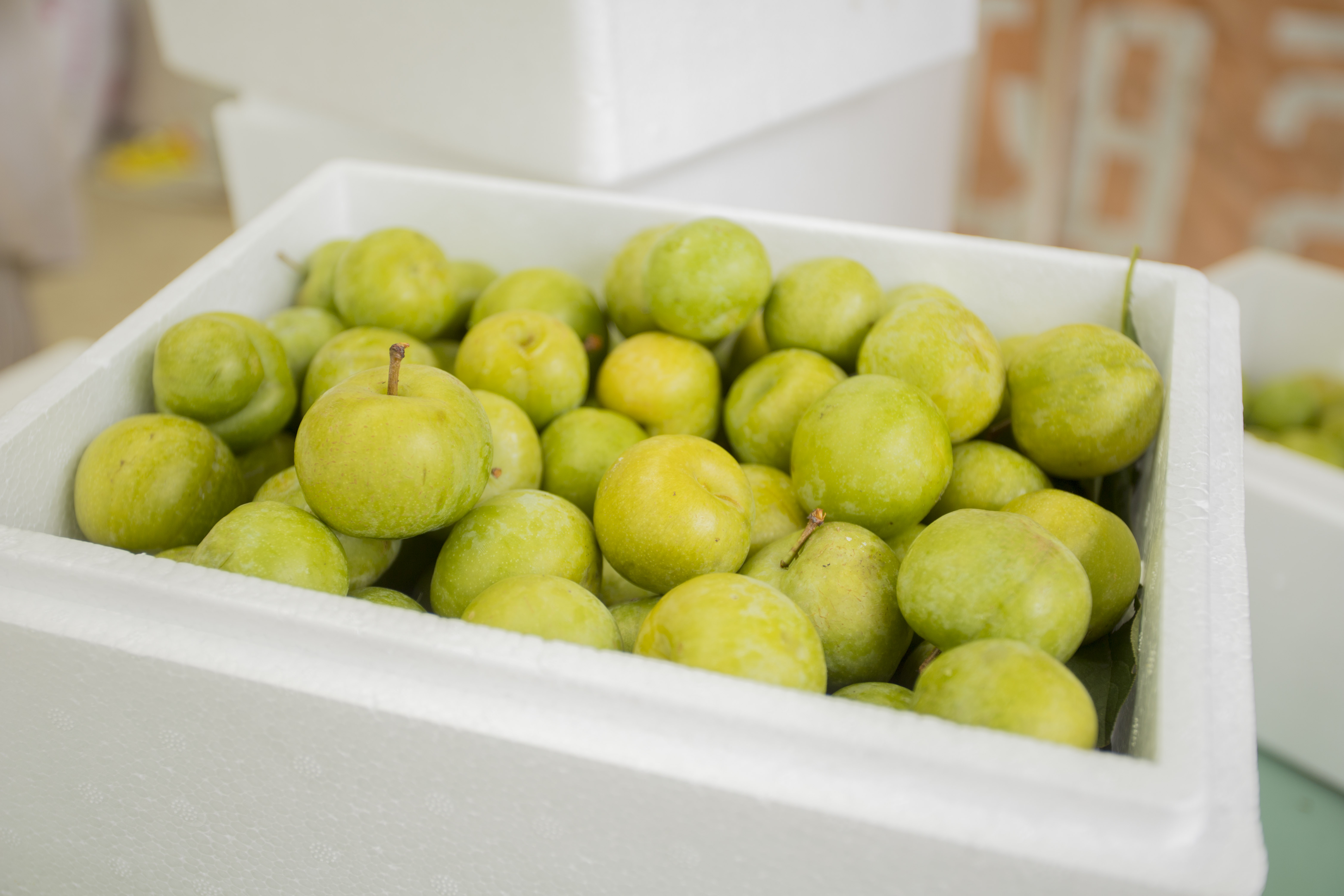 农产品产业扶贫之蜂糖李一种吃起来香甜可口的农村水果