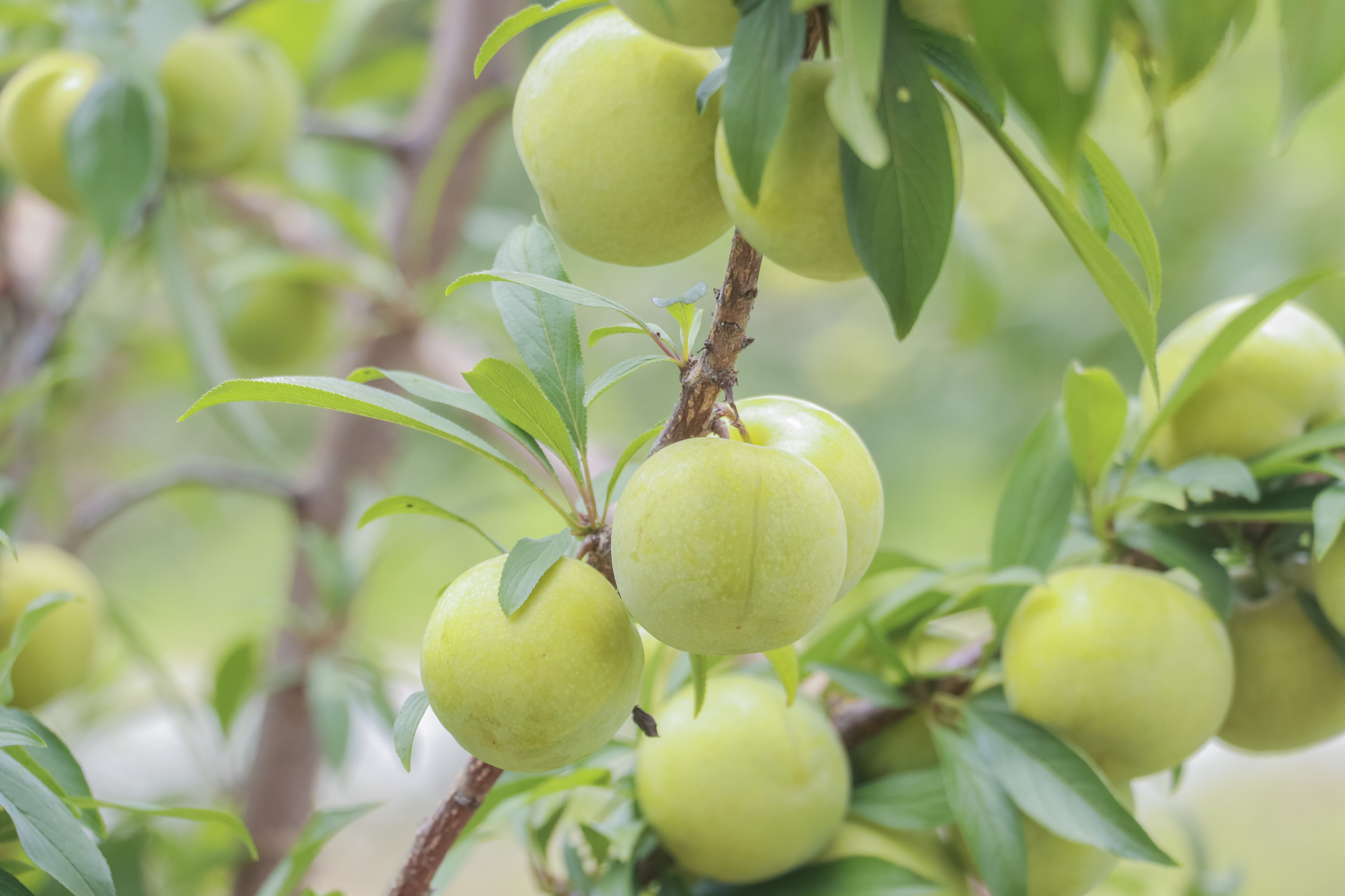 农产品产业扶贫之蜂糖李一种吃起来香甜可口的农村水果