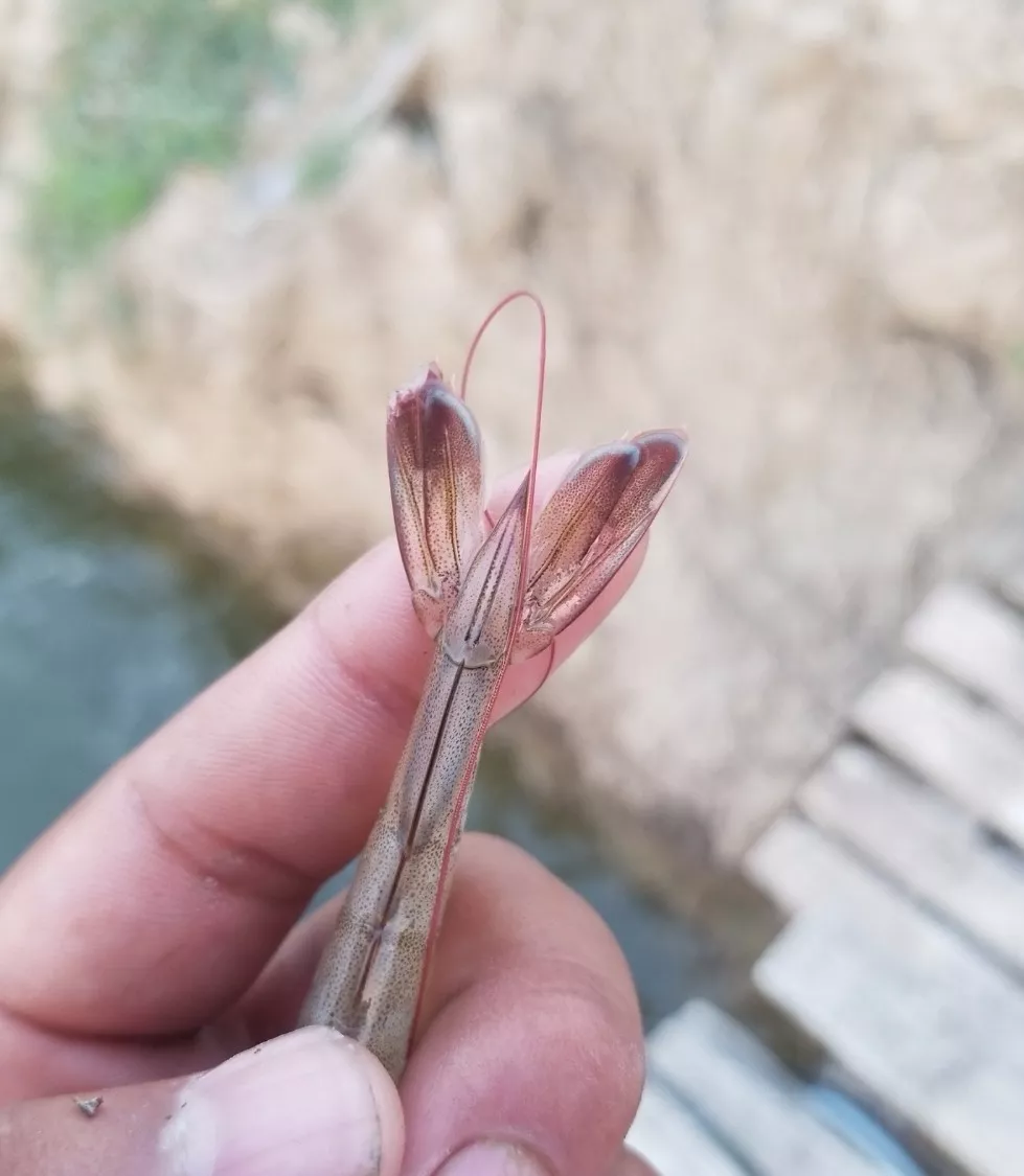 看图识病对虾病害图大全