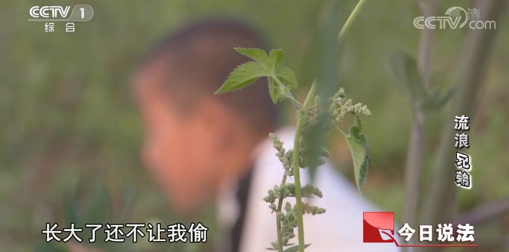 「精读君」没有血缘的小偷“兄弟”，刺痛无数人：如果养不了，我劝你别生