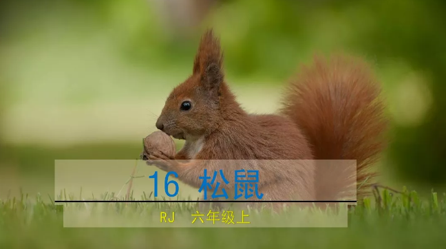 统编版五年级上册第17课松鼠知识点