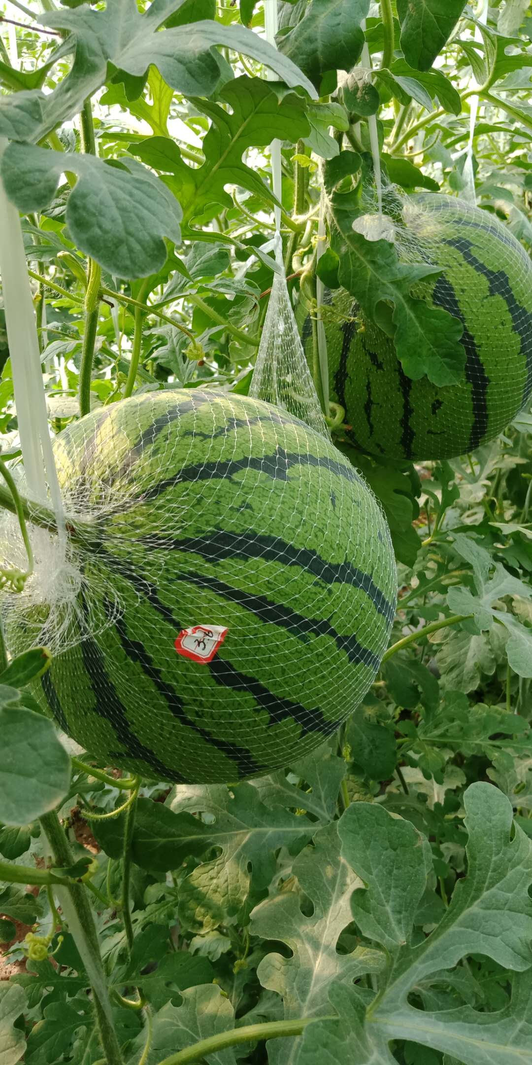 潭州农业学院西瓜系列课三西瓜各时期施肥追肥管理禁忌