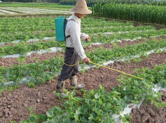 潭州农业学院西瓜系列课三西瓜各时期施肥追肥管理禁忌