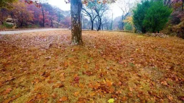 中国农科新闻网@落叶满地之时，正是改良土壤的最好时机