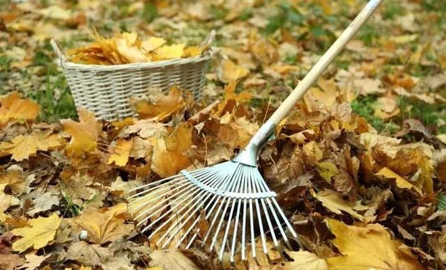 中国农科新闻网@落叶满地之时，正是改良土壤的最好时机