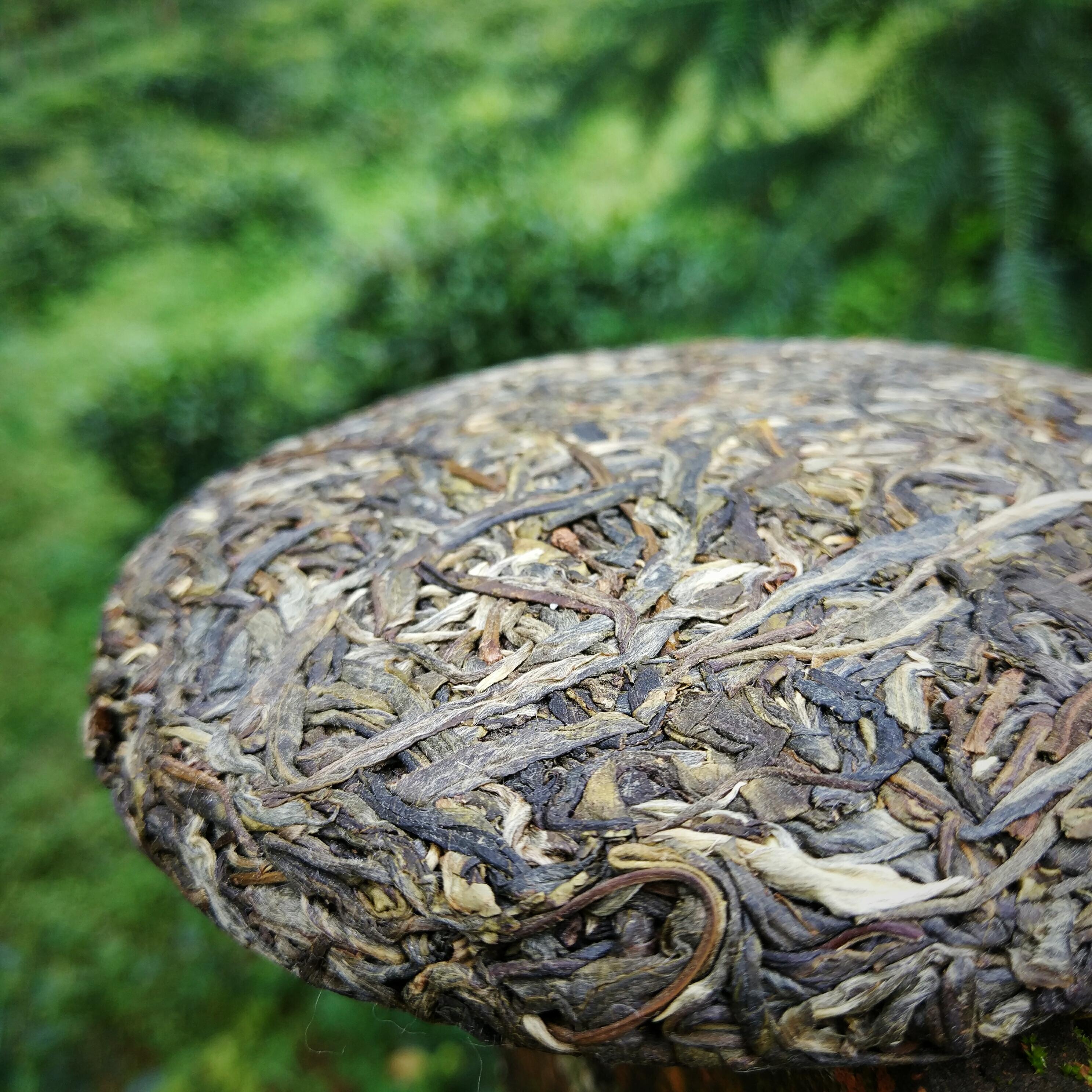 茶叶知识科普被忽略的古树茶大茶区勐宋茶山大小勐宋的区别