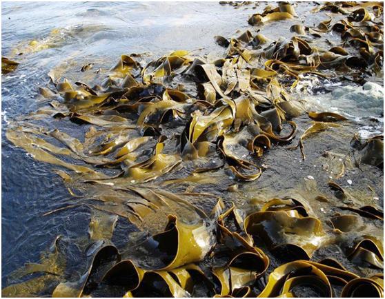下部,却置于较深的水层中,因而必然要抑制海带的生长