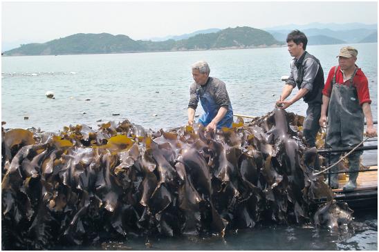 海藻养殖海带是经济价值很高的海藻在海区这样人工养殖海带