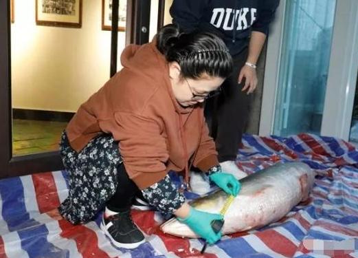 【海峡消费报】全国罕见！丹江口水库捞出一只大家伙，连中科院都被它惊动了