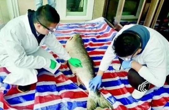 【海峡消费报】全国罕见！丹江口水库捞出一只大家伙，连中科院都被它惊动了