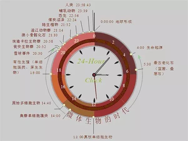 3亿年前寒武纪生命大爆发大约在晚上10点才发生,恐龙直到晚上11点后才