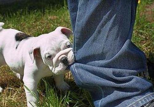 「海峡消费报」遛狗不牵绳、吠叫惊吓他人…… 爱犬“闯祸”谁去担责任