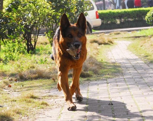 「海峡消费报」遛狗不牵绳、吠叫惊吓他人…… 爱犬“闯祸”谁去担责任