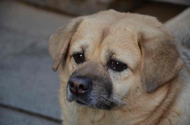 「海峡消费报」遛狗不牵绳、吠叫惊吓他人…… 爱犬“闯祸”谁去担责任