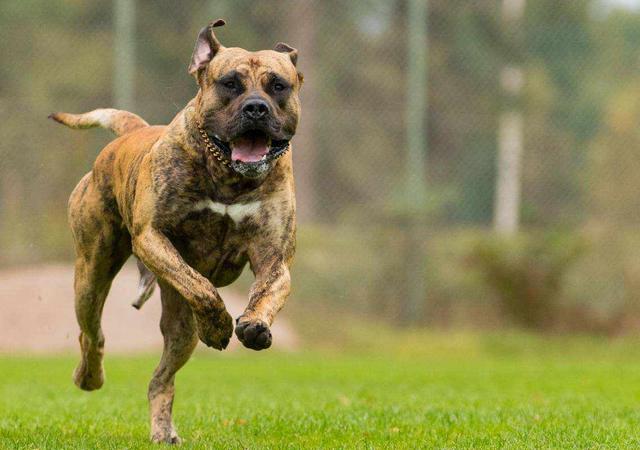 「海峡消费报」遛狗不牵绳、吠叫惊吓他人…… 爱犬“闯祸”谁去担责任