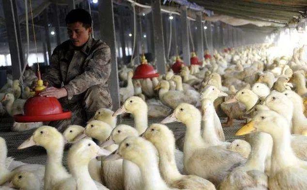 告别"填鸭"模式,肉鸭养殖走向绿色化