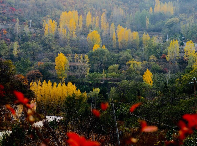 巩义嵩阴深秋美景上线这颜值迷了眼醉了心