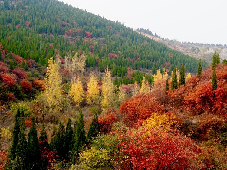 巩义嵩阴深秋美景上线这颜值迷了眼醉了心