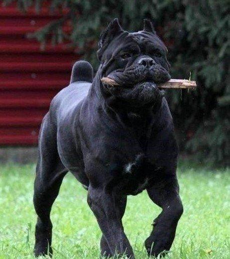 有护卫犬之王称号的卡斯罗犬你了解多少