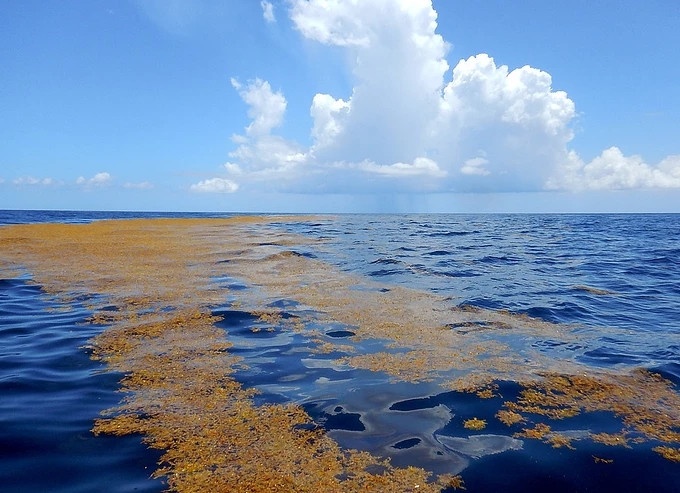 tamwarnerminton只有一些以马尾藻为食的小型鱼类,马尾藻鱼,飞鱼