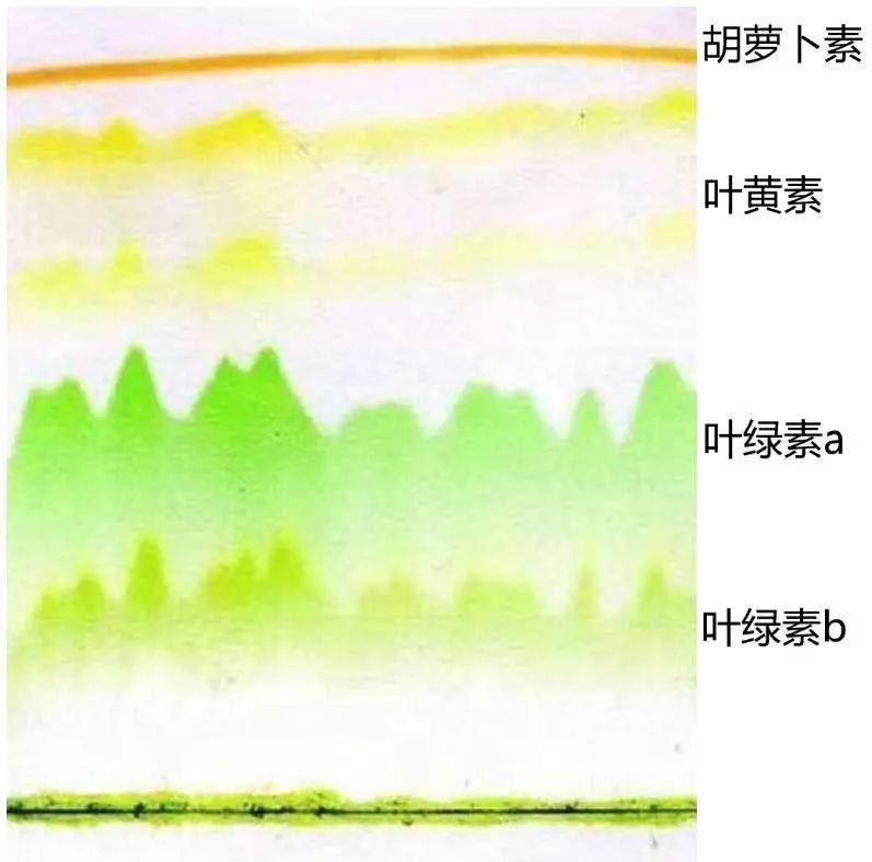 为什么秋叶有的是红色的 有的却是黄色的 人民号