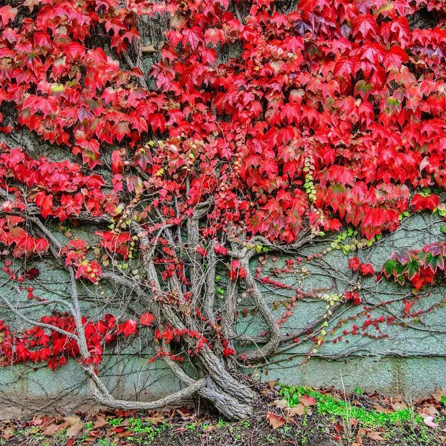 地锦火炬树鸡爪槭黄栌茶条槭黄色叶的植物也是很招人喜欢,金灿灿的