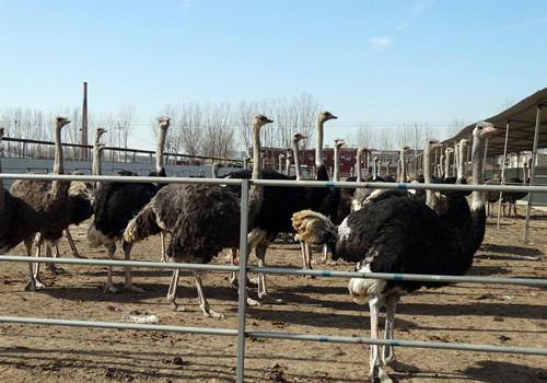 一只鸵鸟能带来3万元利润养殖鸵鸟利润极高一个蛋可卖200元