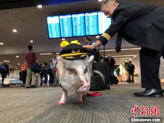 生活报：世界首只机场“减压员”上任 穿制服涂红色指甲油