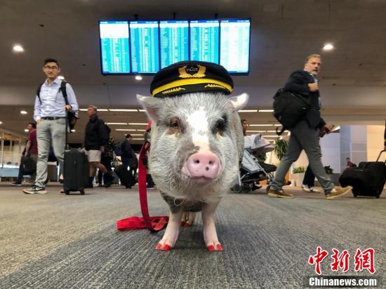 生活报：世界首只机场“减压员”上任 穿制服涂红色指甲油